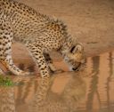 Filename=WY2U5330.jpeg
Filesize=441KiB
Dimensions=2048x2031
Date added=Jun 24, 2023 WY2U5330.jpeg