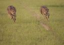 Filename=WY2U5653.jpeg
Filesize=263KiB
Dimensions=2048x1452
Date added=Jun 25, 2023 WY2U5653.jpeg