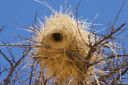 Filename=CRW_0919.jpeg
Filesize=343KiB
Dimensions=2048x1365
Date added=Jun 24, 2023 CRW_0919.jpeg