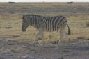 Filename=CRW_1143.jpeg
Filesize=294KiB
Dimensions=2048x1365
Date added=Jun 24, 2023 CRW_1143.jpeg