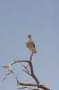 Filename=CRW_1410.jpeg
Filesize=165KiB
Dimensions=1365x2048
Date added=Jun 24, 2023 CRW_1410.jpeg
