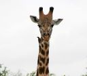 Filename=EMT-Kenya2006-17.jpeg
Filesize=174KiB
Dimensions=2000x1741
Date added=Jun 25, 2023 EMT-Kenya2006-17.jpeg