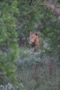 Filename=WY2U5926-01.jpeg
Filesize=263KiB
Dimensions=1363x2048
Date added=Jun 25, 2023 WY2U5926-01.jpeg