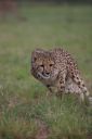 Filename=WY2U6741.jpeg
Filesize=184KiB
Dimensions=1365x2048
Date added=Jun 24, 2023 WY2U6741.jpeg