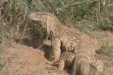Filename=WY2U7097.jpeg
Filesize=419KiB
Dimensions=2048x1365
Date added=Jun 24, 2023 WY2U7097.jpeg