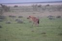 Filename=WY2U7419.jpeg
Filesize=163KiB
Dimensions=2048x1365
Date added=Jun 24, 2023 WY2U7419.jpeg