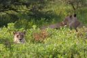 Filename=WY2U7432.jpeg
Filesize=333KiB
Dimensions=2048x1365
Date added=Jun 24, 2023 WY2U7432.jpeg