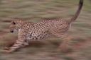Filename=WY2U9287.jpeg
Filesize=217KiB
Dimensions=2048x1365
Date added=Jun 24, 2023 WY2U9287.jpeg