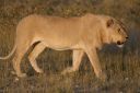 Filename=WY2U9934.jpeg
Filesize=390KiB
Dimensions=2048x1365
Date added=Jun 24, 2023 WY2U9934.jpeg