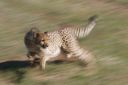 Filename=WY2U1511.jpeg
Filesize=234KiB
Dimensions=2048x1365
Date added=Jun 25, 2023 WY2U1511.jpeg